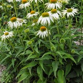 White Coneflower